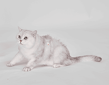 About Section Image 3